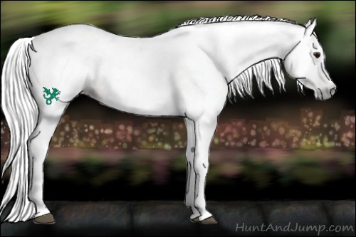 Horse Color:Gray Bay 