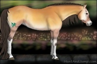 Horse Color:Buckskin Onyx 