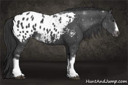 Horse Color:Black Appaloosa 