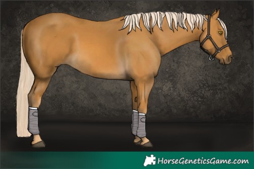 Horse Color:Palomino 
