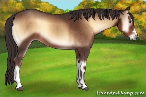 Horse Color:Liver Red Onyx 
