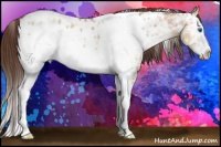 Horse Color:White Spotted Bay Ice Dun Splash Appaloosa 