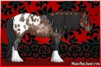 Horse Color:Brown Ice Appaloosa