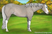 Horse Color:Watercolor Silver Buckskin Splash 