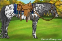 Horse Color:Black Sabino Appaloosa Rabicano  and Black Appaloosa Rabicano 