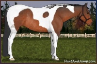 Horse Color:Bay Tobiano Rabicano 