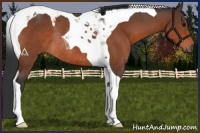 Horse Color:Bay Tobiano Rabicano