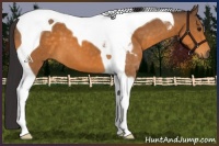Horse Color:Buckskin Tobiano