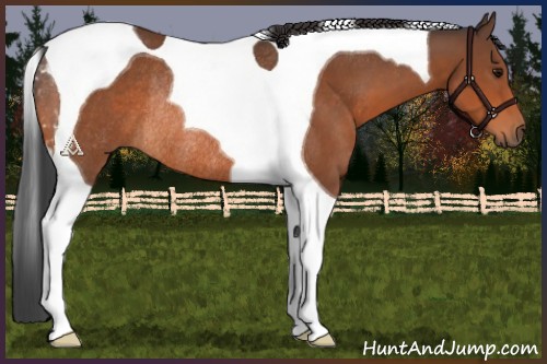 Horse Color:Bay Tobiano Rabicano