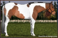 Horse Color:Bay Tobiano Rabicano 
