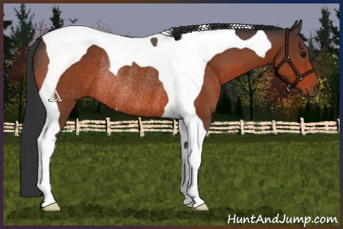 Horse Color:Brown Tobiano Rabicano
