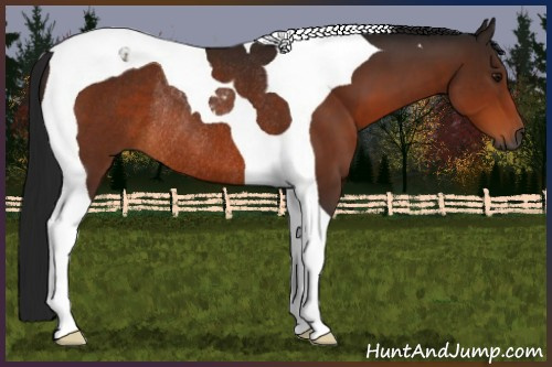 Horse Color:Gray Bay Tobiano Rabicano 
