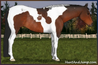 Horse Color:Gray Bay Tobiano Rabicano