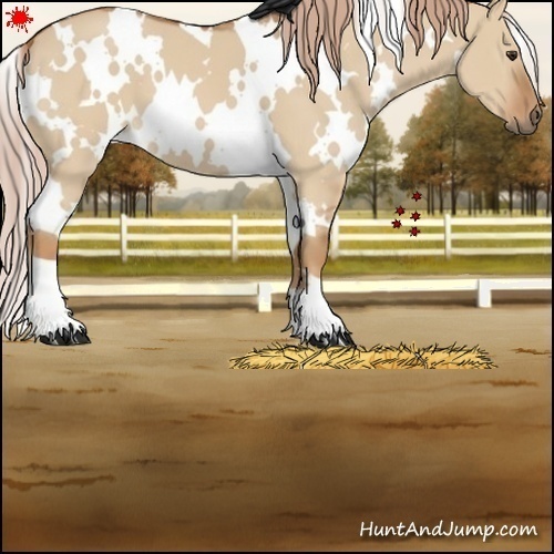 Horse Color:White Spotted Red Dun 