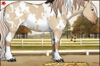 Horse Color:White Spotted Red Dun 