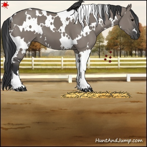 Horse Color:White Spotted Grullo 