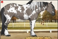 Horse Color:White Spotted Grullo