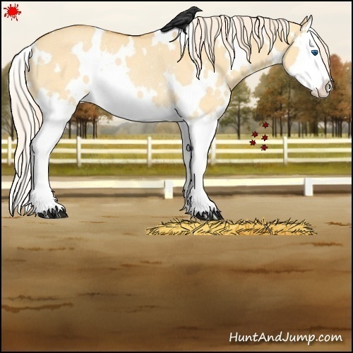 Horse Color:White Spotted Palomino Dun Splash Rabicano