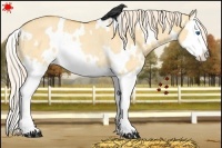 Horse Color:White Spotted Palomino Dun Splash Rabicano