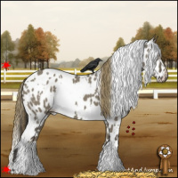 Horse Color:White Spotted Smoky Grullo Appaloosa