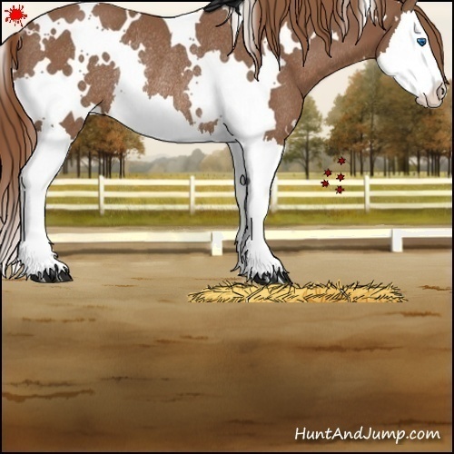 Horse Color:White Spotted Chestnut Splash Rabicano 