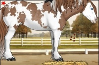 Horse Color:White Spotted Chestnut Splash Rabicano 