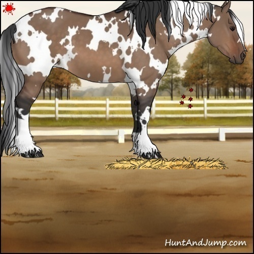 Horse Color:White Spotted Bay Dun 