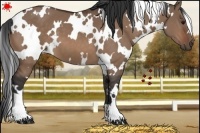Horse Color:White Spotted Bay Dun