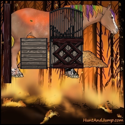 Horse Color:Painted Chestnut Sabino Appaloosa Rabicano