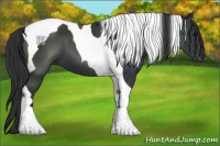 Horse Color:Black Tobiano