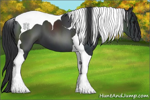 Horse Color:Black Tobiano 