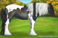 Horse Color:Black Tobiano 