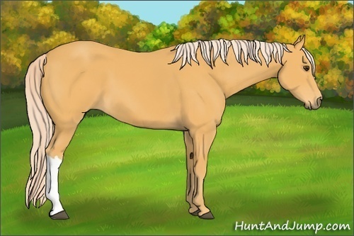 Horse Color:Palomino