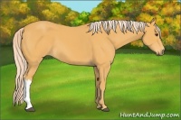 Horse Color:Palomino