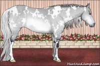 Horse Color:White Spotted Silver Brown Chinchilla 