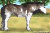 Horse Color:Brown Ice Onyx Sabino Splash 