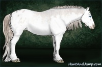Horse Color:White Spotted Liver Red Onyx Sabino Splash Appaloosa 