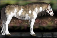 Horse Color:Buckskin Ice Onyx Sabino Splash 