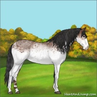 Horse Color:White Spotted Bay Sabino