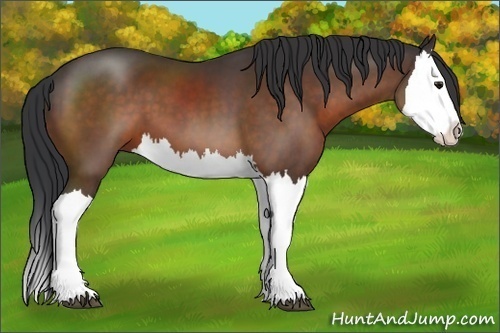 Horse Color:Brown Splash