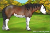 Horse Color:Brown Splash