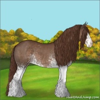Horse Color:White Spotted Liver Chestnut Appaloosa 