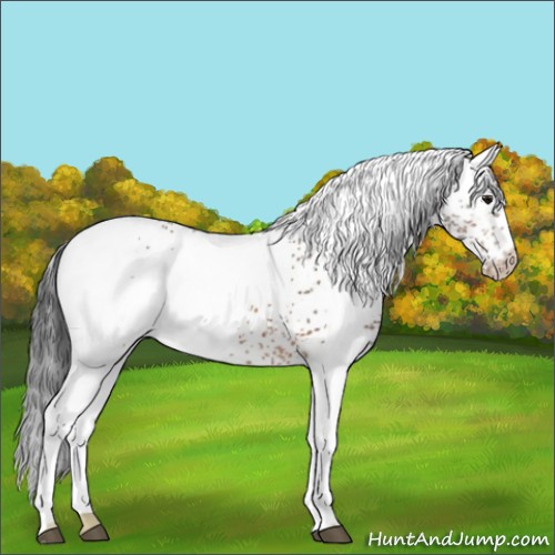 Horse Color:White Spotted Bay Rabicano 