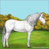 Horse Color:White Spotted Bay Rabicano