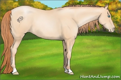 Horse Color:Amber Champagne Pearl 