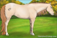Horse Color:Amber Champagne Pearl