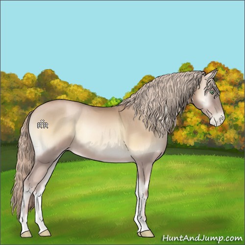 Horse Color:Chocolate Palomino Pearl Onyx 