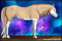 Horse Color:Gold Champagne Splash 