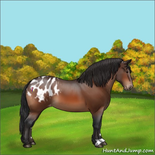 Horse Color:Bay Appaloosa