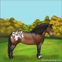 Horse Color:Bay Appaloosa 